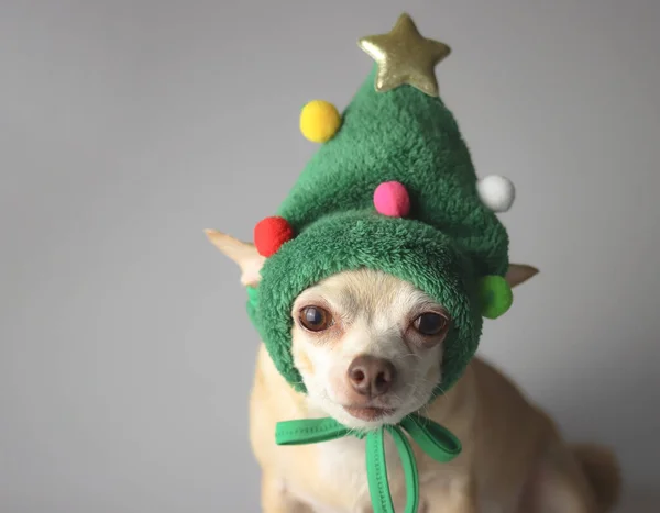 Närbild Bild Brunt Kort Hår Chihuahua Hund Bär Grön Jul — Stockfoto