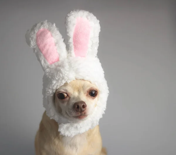 Close Image Healthy Brown Short Hair Chihuahua Dog Wearing Rabbit — Stock Photo, Image