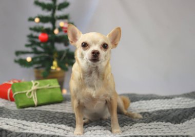 Kahverengi kısa saçlı Chihuahua köpeğinin portresi oturuyor ve yeşil ve kırmızı hediye kutularıyla kameraya bakıyor ve beyaz arka planda Noel ağacı var. Noel ve Yeni Yıl kutlama kavramı