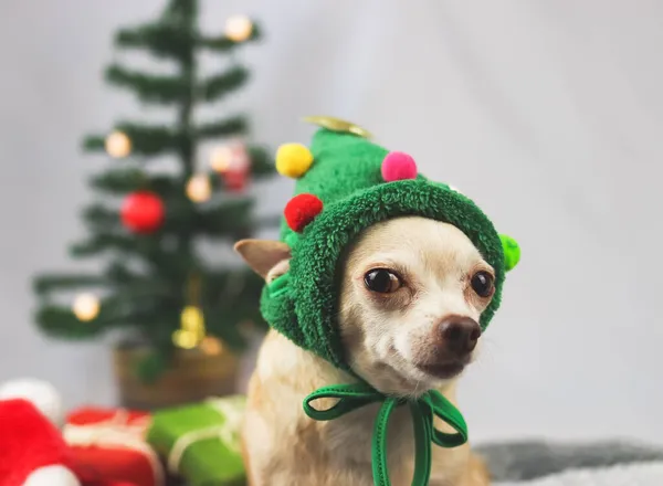 Retrato Perro Chihuahua Pelo Corto Marrón Con Sombrero Árbol Navidad —  Fotos de Stock