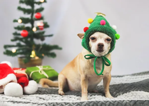 Portrait Chihuahua Aux Cheveux Bruns Courts Portant Chapeau Arbre Noël — Photo