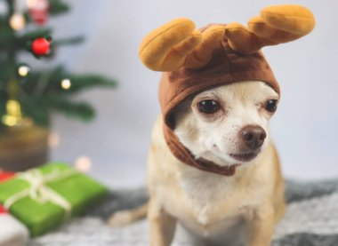 Geyik boynuzu şapkası takan kahverengi kısa saçlı Chihuahua köpeğinin yeşil hediye kutularıyla oturduğu ve Noel ağacının yüzünü çevirdiği yakın plan. Noel ve Yeni Yıl kavramı.