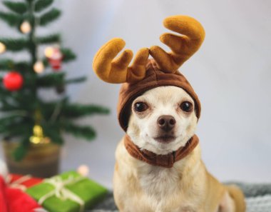 Kahverengi kısa saçlı Chihuahua köpeğinin ren geyiği boynuzu şapkası takıp yeşil hediye kutuları ve Noel ağacı ile kameraya baktığı görüntüsünü yakın plan. Noel ve yeni yıl konsepti..