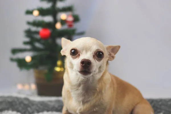 Закройте Снимок Коричневой Короткошерстной Собаки Чуахуа Сидящей Смотрящей Камеру Елкой — стоковое фото