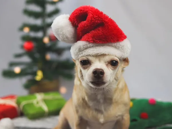 Portrait Chihuahua Aux Cheveux Bruns Courts Portant Chapeau Père Noël — Photo