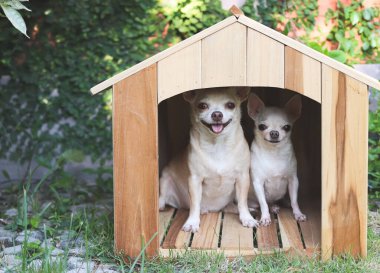 İki farklı boyutta kısa saçlı Chihuahua köpeklerinin portresi ahşap köpek kulübesinde oturuyor, dilleri dışarıda gülümsüyor ve kameraya bakıyor..