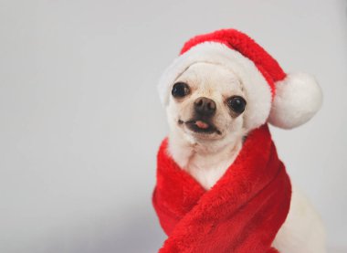 Beyaz kısa saçlı Chihuahua köpeğinin portresi Noel Baba şapkası ve kırmızı atkı takıyor, beyaz arka planda oturuyor, gülümsüyor ve kameraya bakıyor. hayvan, Noel ve Yeni Yıl kutlamaları.