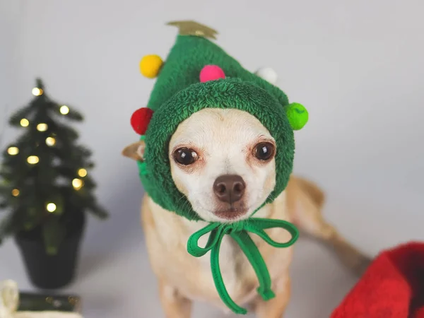 Portrait Chihuahua Cheveux Courts Bruns Portant Chapeau Arbre Noël Assis — Photo