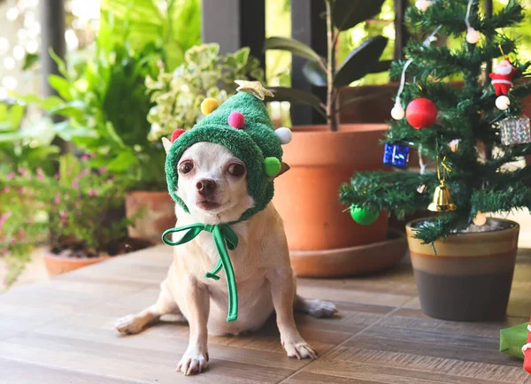 短い髪の肖像Chihuahua犬のクリスマスツリーの帽子を座って バルコニーでクリスマスツリーと植物のポットとカメラを見て身に着けている クリスマスと新年 — ストック写真