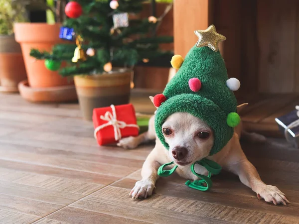 Portrait Chihuahua Poils Courts Portant Chapeau Arbre Noël Couché Devant — Photo