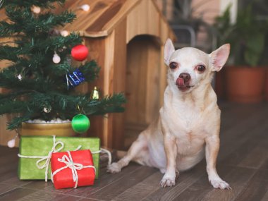 Tahta köpeğin evinin önünde oturan kısa saçlı Chihuahua köpeği portresi, Noel ağacı ve hediye kutuları, yalayan dudaklar..