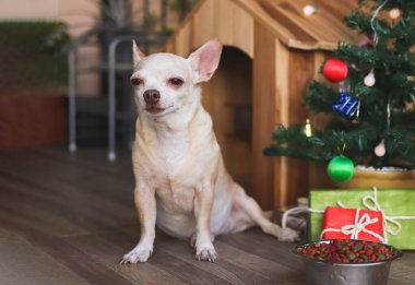 Köpek maması kasesi, Noel ağacı ve hediye kutularıyla ahşap köpeğin evinin önünde oturan ve kameraya bakan kısa saçlı Chihuahua köpeği portresi..