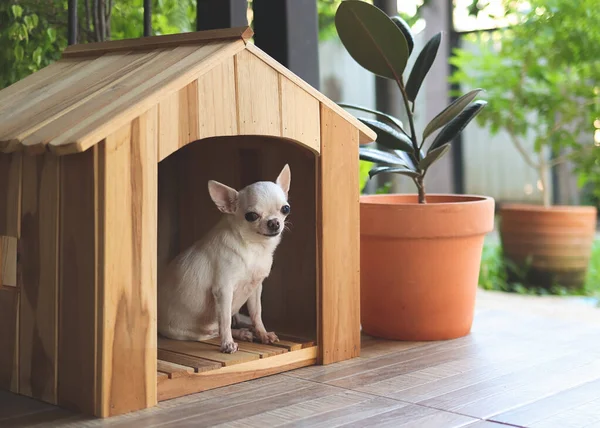 Beyaz kısa saçlı Chihuahua köpeğinin portresi balkondaki ahşap köpek evinde oturuyor gülümsüyor ve kameraya bakıyor..