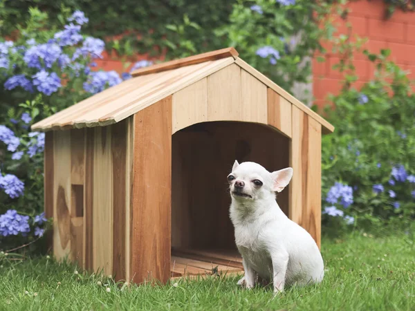 Retrato Perros Chihuahua Pelo Corto Blancos Sentados Frente Una Casa — Foto de Stock