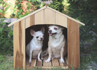 İki farklı boyutta kısa saçlı Chihuahua köpeğinin portresi ahşap köpek kulübesinde oturuyor, daha kalın dilleriyle gülümsüyor.. 