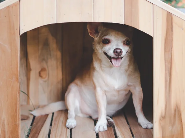 Retrato Pelo Corto Marrón Chihuahua Perro Sentado Casa Perro Madera — Foto de Stock