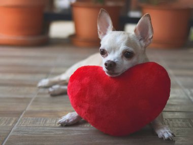 Kahverengi Chihuahua köpeğinin portresi kırmızı kalp şeklinde yastıkla yatıyordu. Sevgililer Günü konsepti.