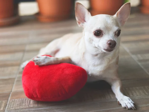 Kahverengi Chihuahua köpeğinin portresi kırmızı kalp şeklindeki yastıkla oynuyor. Sevgililer Günü konsepti.