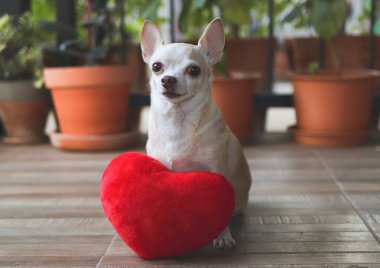 Kırmızı kalp şeklinde yastıkla oturan kahverengi Chihuahua köpeği portresi. Sevgililer Günü konsepti.