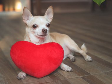 Kahverengi Chihuahua köpeğinin portresi kırmızı kalp şeklinde yastıkla yatıyordu. Sevgililer Günü konsepti.