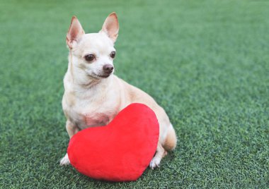 Kahverengi Chihuahua köpeklerinin portresi kırmızı kalp şeklindeki yastıkla yeşil çimenlerin üzerinde oturuyor, gözlerini kaçırıyordu. Sevgililer Günü konsepti.