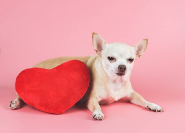 Kahverengi Chihuahua köpeğinin portresi pembe arka planda kırmızı kalp şeklinde yastıkla uzanmış, gözlerini kısarak. Sevgililer Günü konsepti.