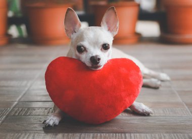 Kahverengi Chihuahua köpeğinin portresi kırmızı kalp şeklinde yastıkla yatıyordu. Sevgililer Günü konsepti.