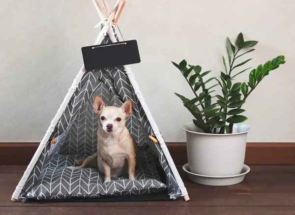 Kahverengi Chihuahua köpeğinin portresi gri çadır çadırında oturuyor ve tahta zemindeki saksının yanında boş isim etiketi ve beyaz duvarda kameraya bakıyor..