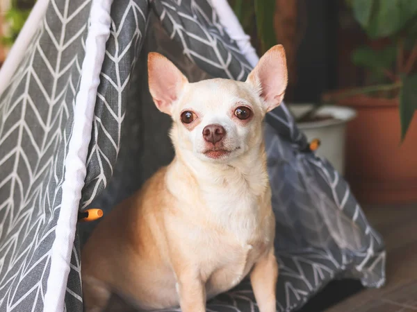 Retrato Perros Chihuahua Pelo Corto Marrón Sentados Tienda Tipi Gris — Foto de Stock