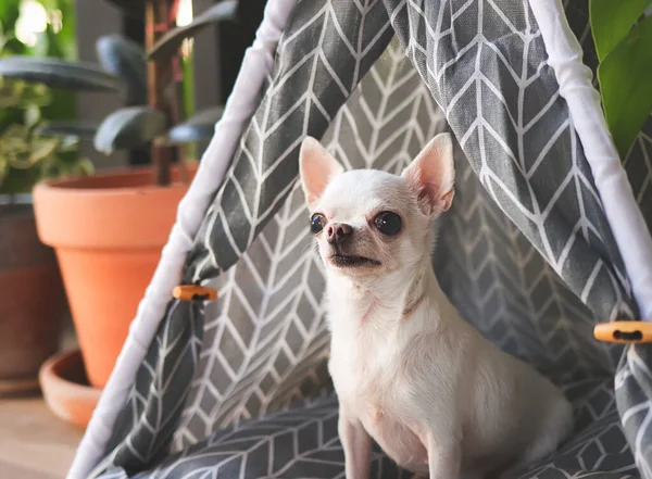 Portrait Chihuahua Blanc Cheveux Courts Assis Dans Une Tente Tipi — Photo