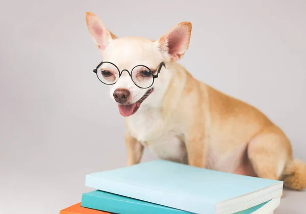 Front View Brown Chihuahua Dog Wearing Eye Glasses Sitting Stack — Stock Photo, Image