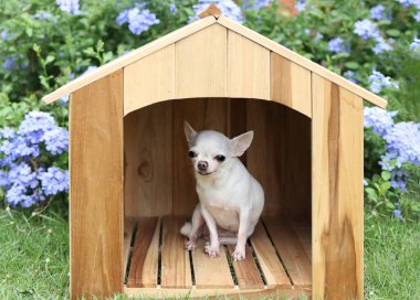 Beyaz kısa saçlı Chihuahua köpeklerinin portresi ahşap köpek kulübesinde oturuyor, gülümsüyor ve kameraya bakıyor. Mor çiçek bahçesi arka planı.