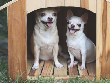 İki farklı boyutta kısa saçlı Chihuahua köpeğinin portresi ahşap köpek kulübesinde oturuyor, daha kalın dilleriyle gülümsüyor..