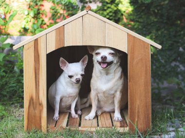 İki farklı boyutta kısa saçlı Chihuahua köpeğinin portresi ahşap köpek kulübesinde oturuyor, daha kalın dilleriyle gülümsüyor..