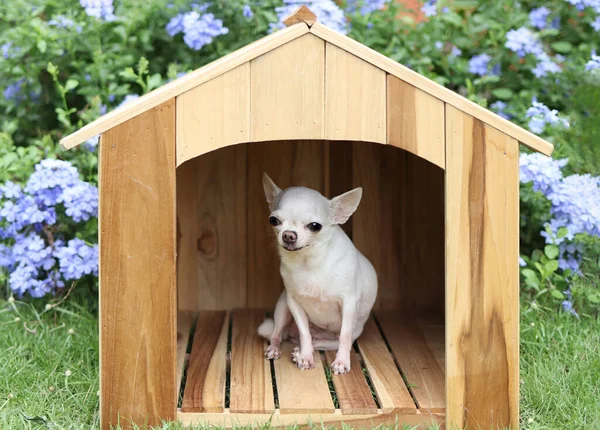 Retrato Perros Chihuahua Pelo Corto Blancos Sentados Casa Perro Madera — Foto de Stock