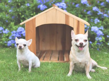 İki farklı boy kısa saçlı Chihuahua köpeğinin portresi ahşap köpek evinin önünde oturuyor, gülümsüyor ve kameraya bakıyor. Mor çiçek bahçesi arka planı.