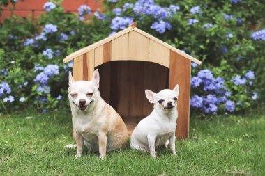 İki farklı boy kısa saçlı Chihuahua köpeğinin portresi ahşap köpek evinin önünde oturuyor, gülümsüyor ve kameraya bakıyor. Mor çiçek bahçesi arka planı.