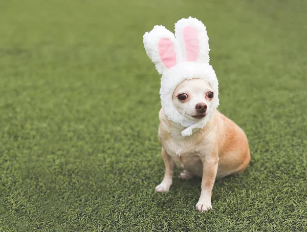 Portrait Chihuahua Dog Dressed Easter Bunny Costume Headband Sitting Green — Stock Photo, Image