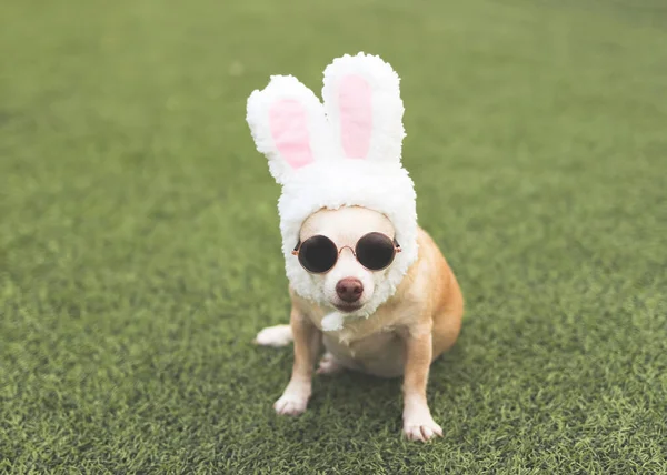 Portrait Chihuahua Dog Wearing Sun Glasses Dressed Easter Bunny Costume — Stock Photo, Image