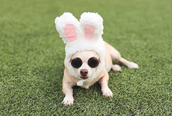 Portrait Chihuahua Dog Wearing Sun Glasses Dressed Easter Bunny Costume — Stock Photo, Image