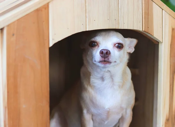 Közelkép Barna Rövid Haj Chihuahua Kutya Fából Készült Kutyaházban Mosolyog — Stock Fotó