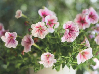 Petunya çiçeğinin asılmış saksıdaki görüntüsünü kapat.