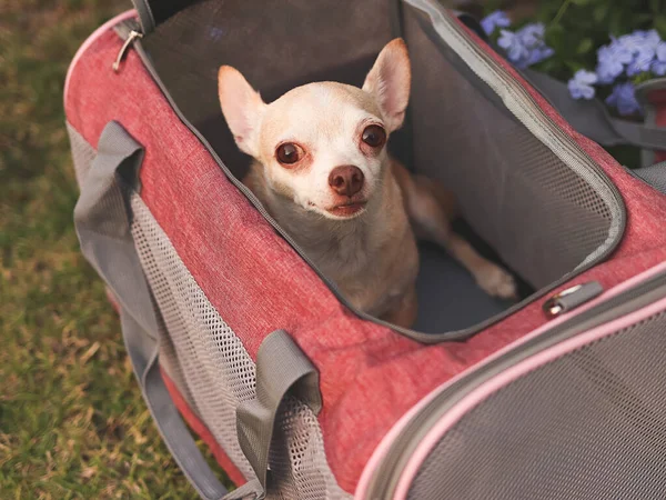 Immagine Ravvicinata Cane Chihuahua Marrone Seduto Borsa Trasportino Viaggiatore Animale — Foto Stock
