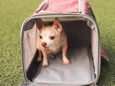 Korkmuş kahverengi Chihuahua köpeğinin yeşil çimenlerin üzerinde gezgin hayvan taşıma çantasının içinde oturup çantasından dışarı baktığı görüntüyü kapat. Hayvanlarla iyi yolculuklar..