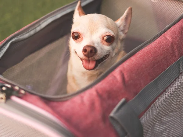 特写的棕色吉娃娃狗坐在旅行袋里 笑着抬头看着相机 准备出发 与动物一起安全旅行 — 图库照片