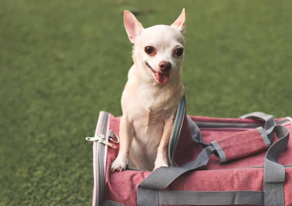 快乐的棕色吉娃娃犬的画像站在旅行家的宠物提包上 与动物一起安全旅行 — 图库照片