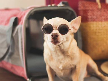 Güneş gözlüklü kahverengi chihuahua köpeğinin seyahat aksesuarlarıyla gezgin hayvan taşıyıcı çantasının önünde oturduğu görüntüyü kapat. Hayvanlarla iyi yolculuklar..