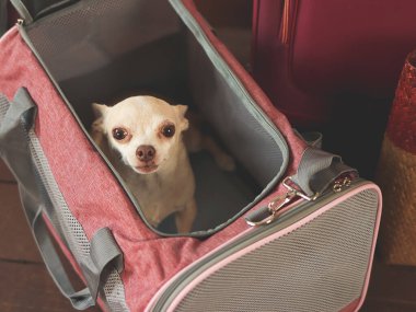 Kahverengi chihuahua köpeğinin gezgin hayvan çantasının içinde oturduğu ve kameraya bakıp gezmeye hazır olduğu resmi yakın çekim. Hayvanlarla iyi yolculuklar..