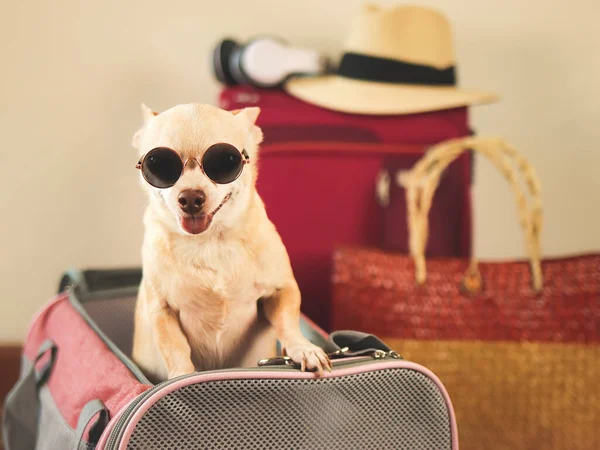 Seyahat aksesuarlı gezgin hayvan çantasına güneş gözlüğü takan kahverengi chihuahua köpeği portresi. Hayvanlarla iyi yolculuklar..