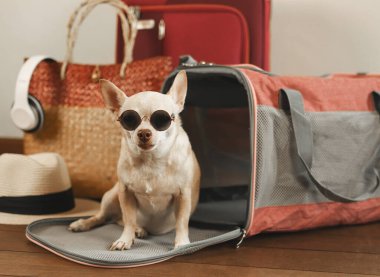Seyahat aksesuarlarıyla gezgin hayvan çantasının önünde oturan güneş gözlüğü takan kahverengi chihuahua köpeği portresi. Hayvanlarla iyi yolculuklar..